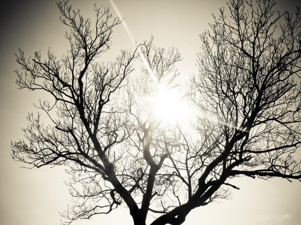 Free Image of lonely tree and sun 
