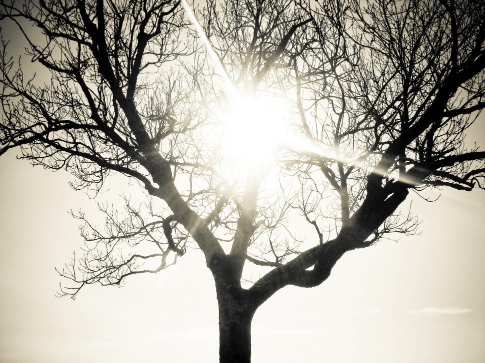 Free Image of lonely tree with sun 