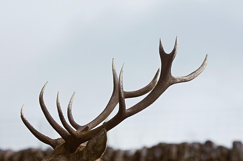 Free Image of Close Up of Deer Antlers Against Sky Background 