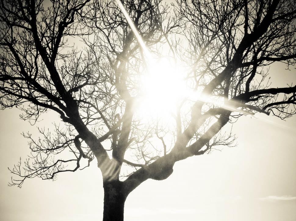 Free Image of lonely tree bright sun 