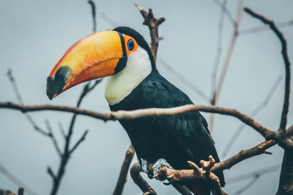 Free Image of Toucan Perched on Branch in Tree 