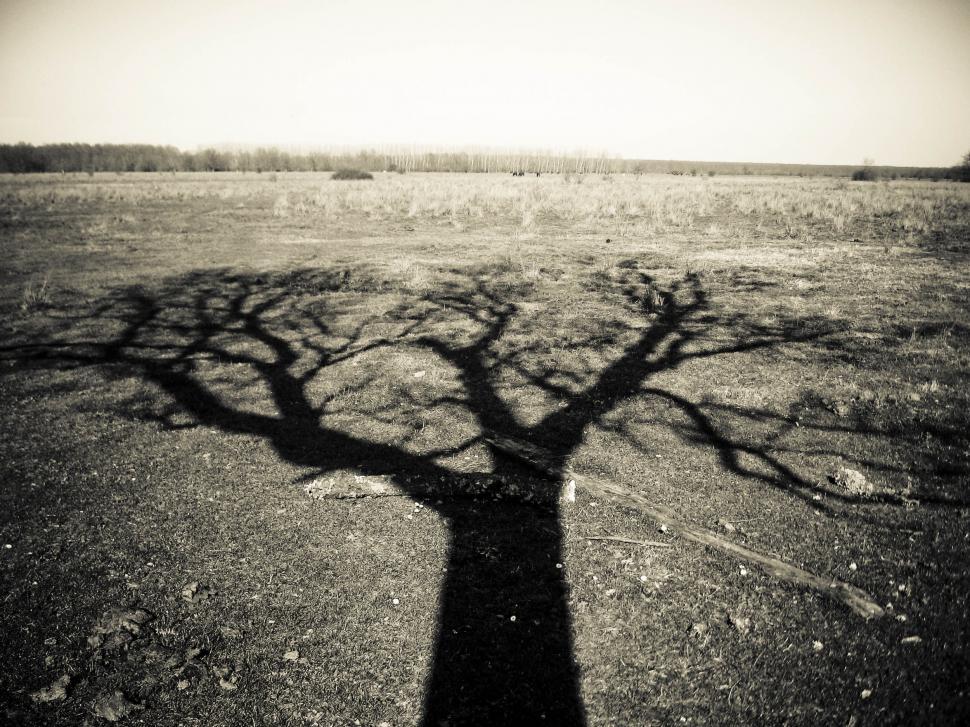Free Image of lonely tree 