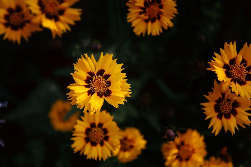 Free Image of Bunch of Yellow Flowers Against Black Background 