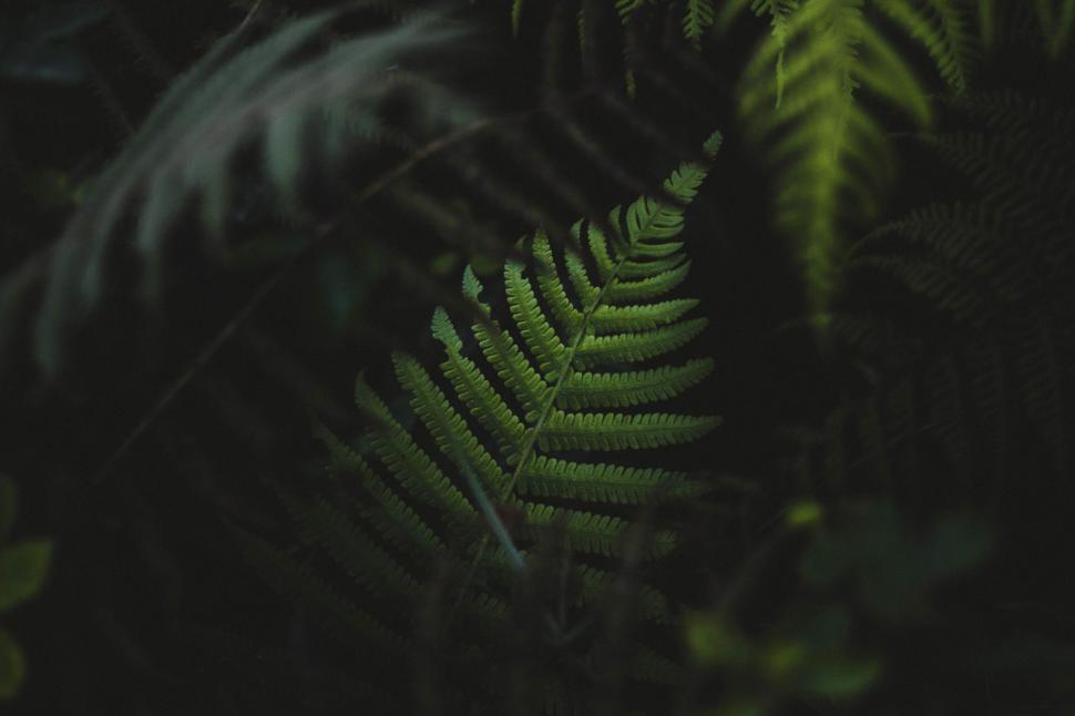 Free Image of Close Up of Fern Leaf in the Dark 