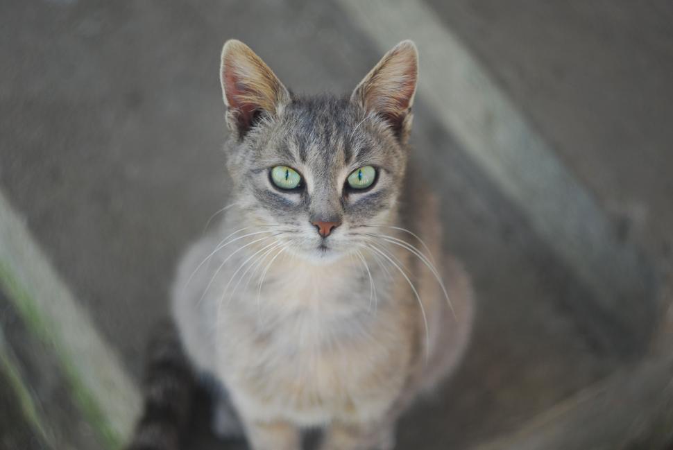 Free Image of Gray and White Cat With Blue Eyes Looking at Camera 