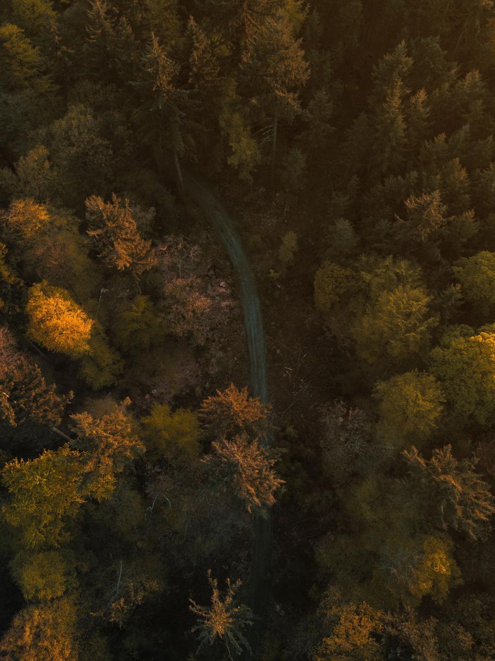 Free Image of Aerial View of Dense Forest Canopy 
