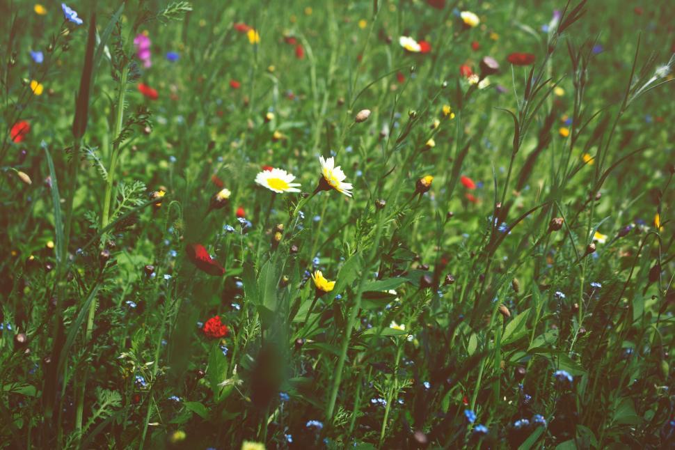 Free Image of Blooming Field of Wildflowers and Grass 