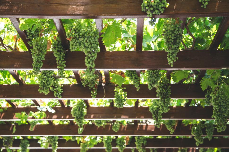 Free Image of Green Grapes Hanging From Wooden Trellis 