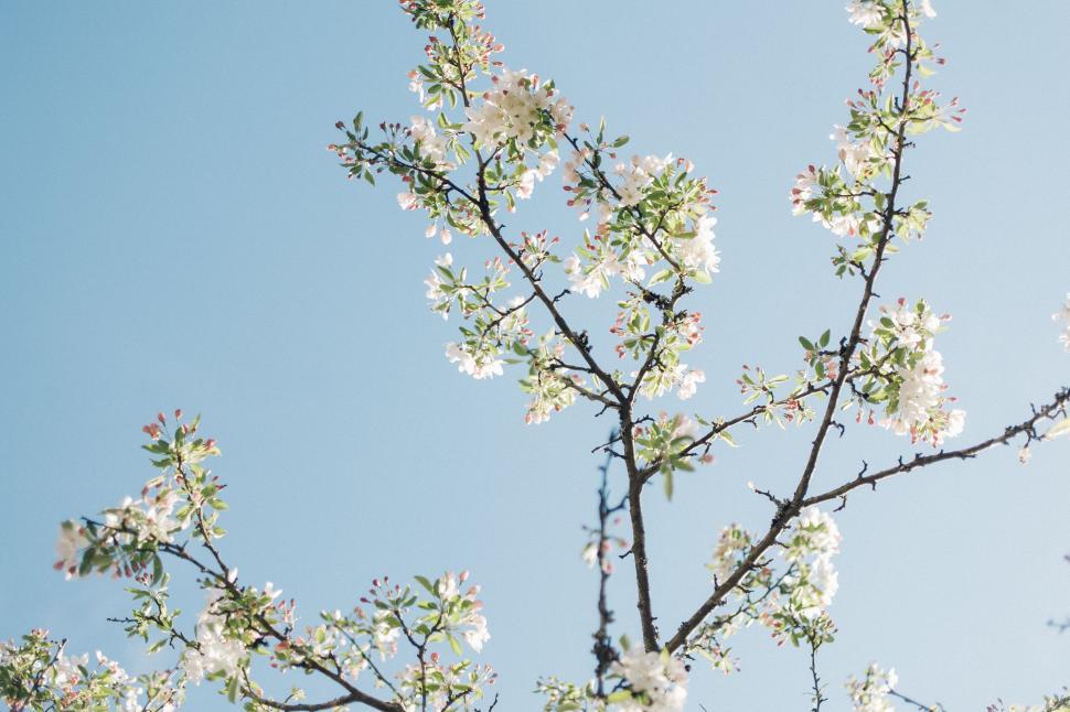 Free Image of Tree Branch With White Flowers Against a Blue Sky 
