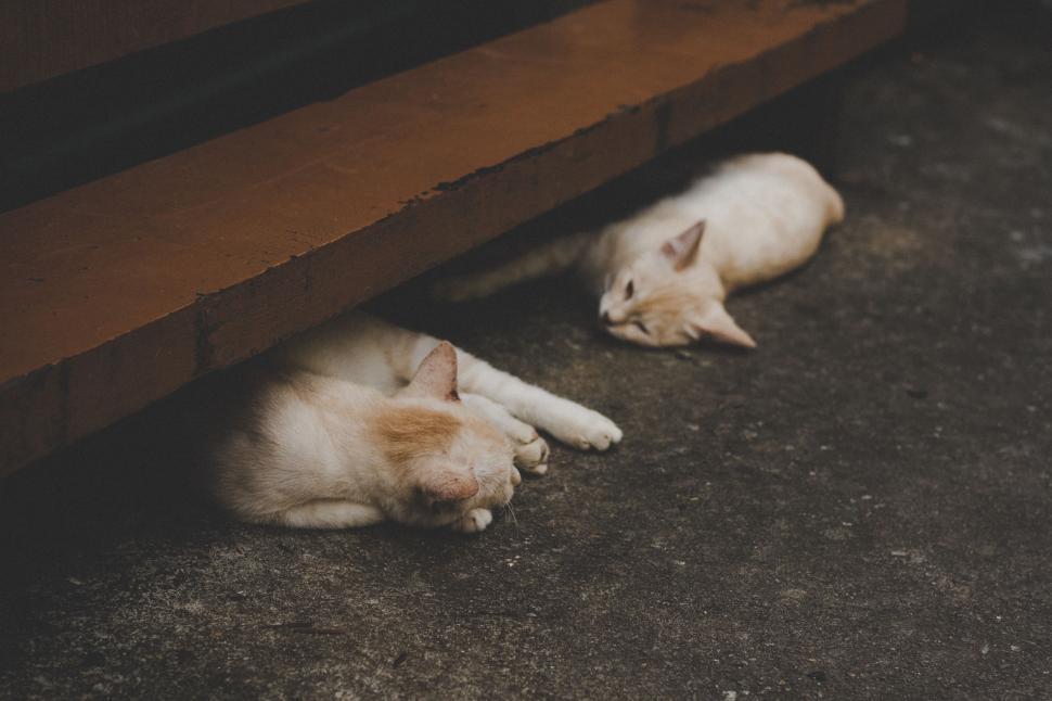 Free Image of Two Kittens Laying Under Bench 