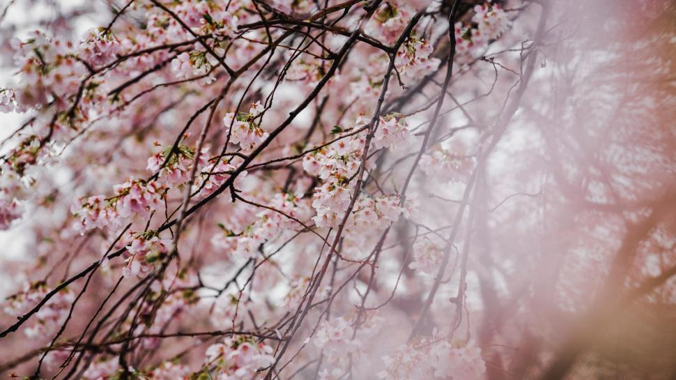 Free Image of Blurry Photo of Tree With Pink Flowers 