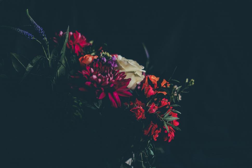 Free Image of Bouquet of Red and White Flowers on Black Background 