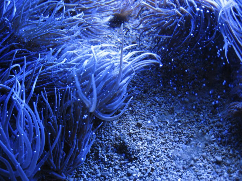 Free Image of aquarium 