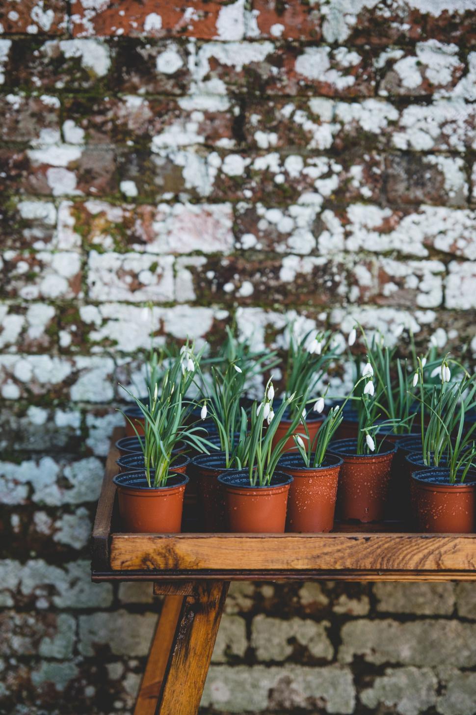 Free Image of Wooden Table With Potted Plants Next to Brick Wall 