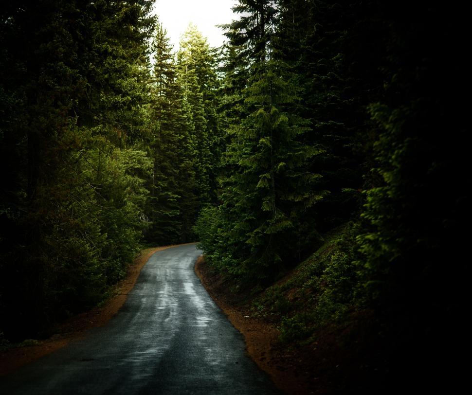 Free Image of Road Cutting Through Forest 