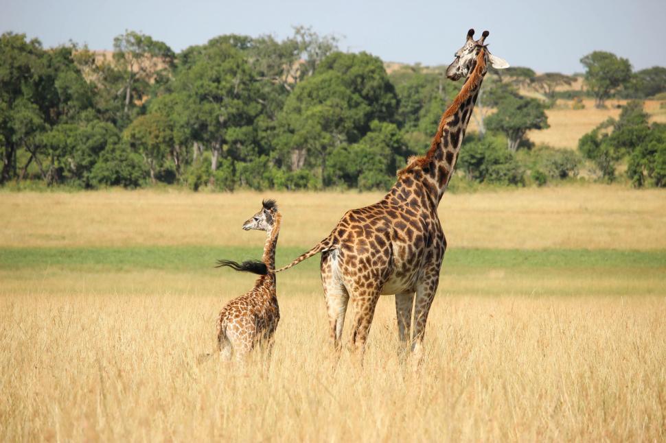 Free Image of Two Giraffes and a Baby Giraffe Grazing in a Field 
