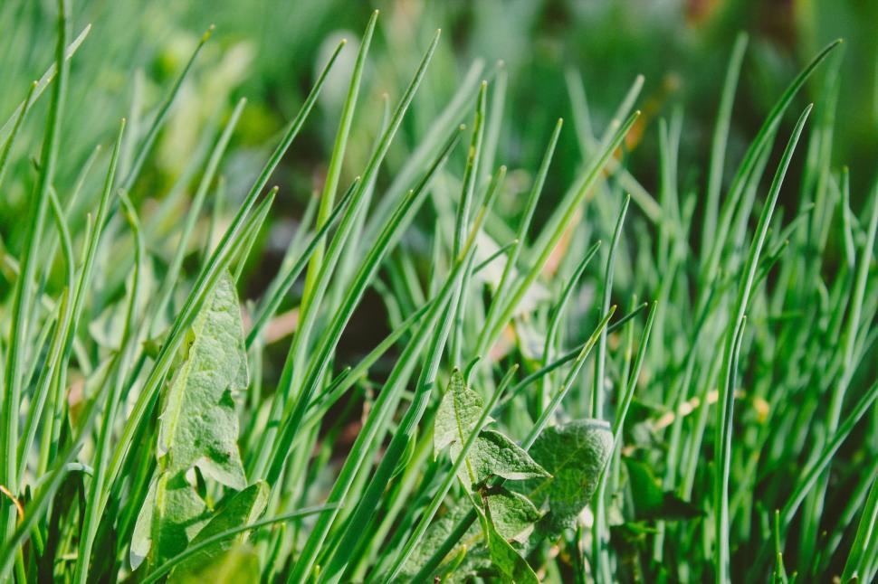 Free Image of Close Up of Green Grass and Leaves 