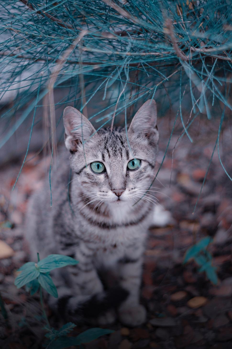 Free Image of Cat With Blue Eyes Sitting Under Tree 