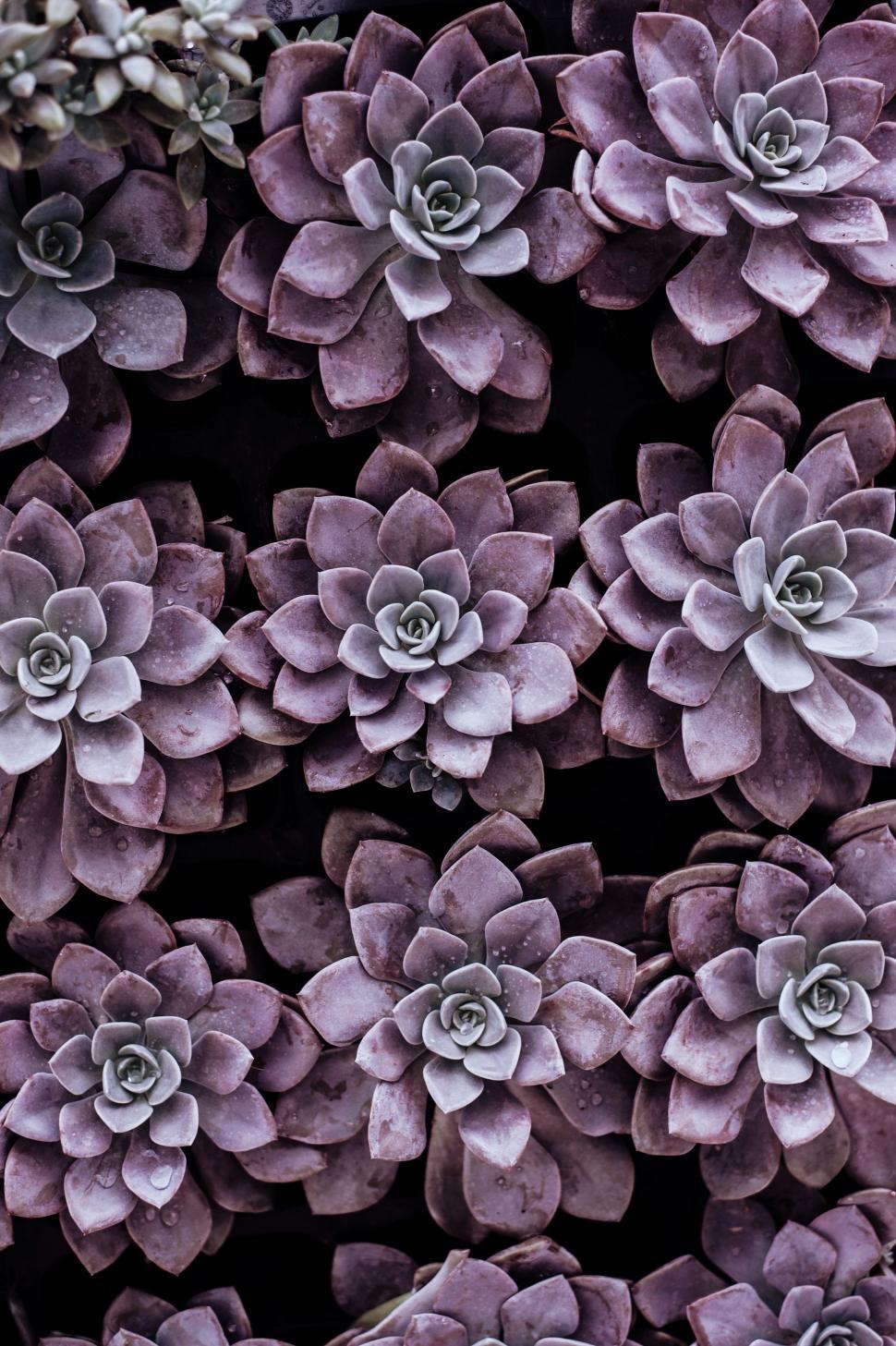 Free Image of Close Up of a Bunch of Succulents 