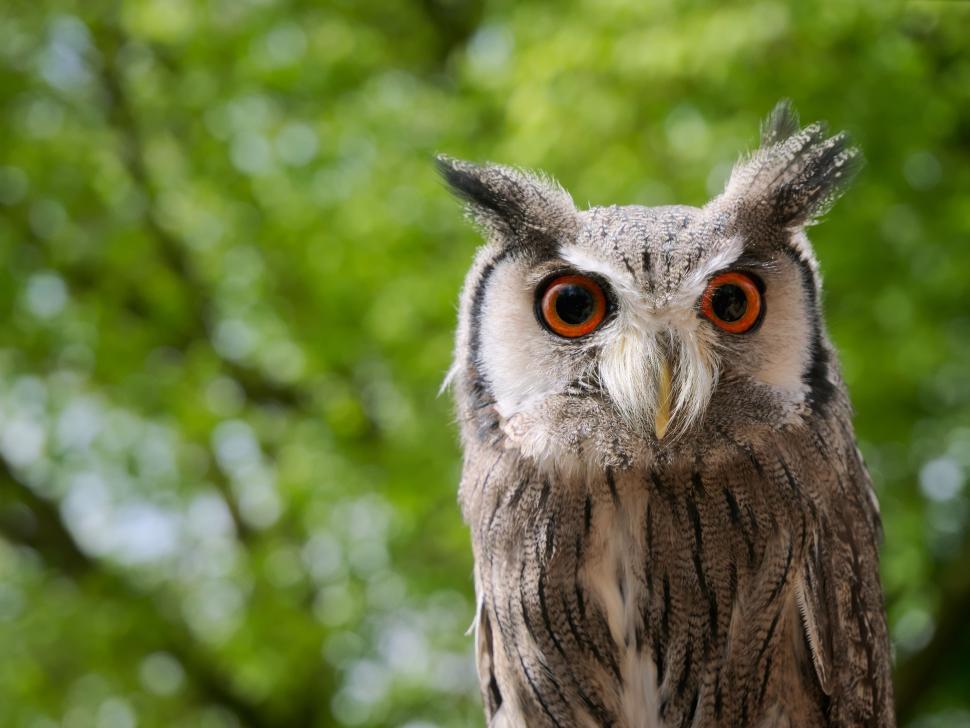 Free Image of Close Up of Owl on Tree Branch 