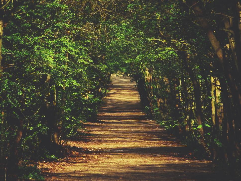 Free Image of Dirt Road Surrounded by Trees and Bushes 
