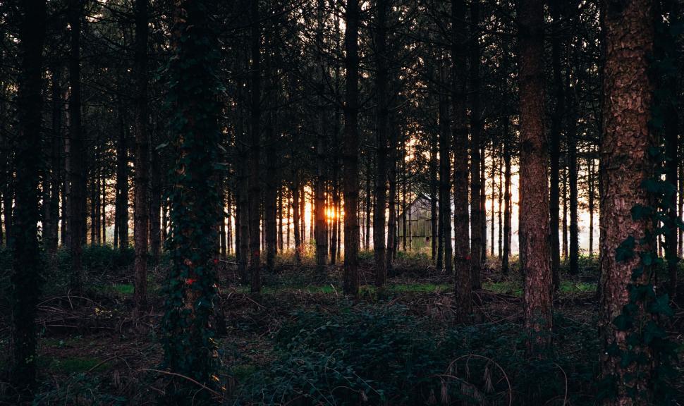 Free Image of Sun Shining Through Trees in the Woods 