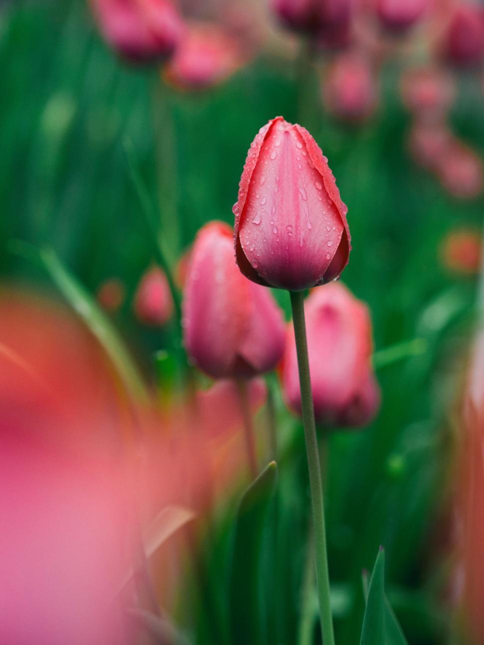 Free Image of Close Up of a Pink Flower With Blurry Background 