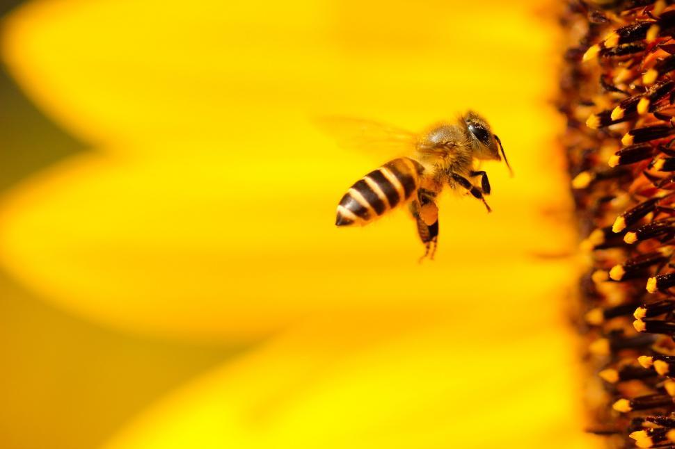 Free Image of Bee Flying Towards Sunflower in Field 