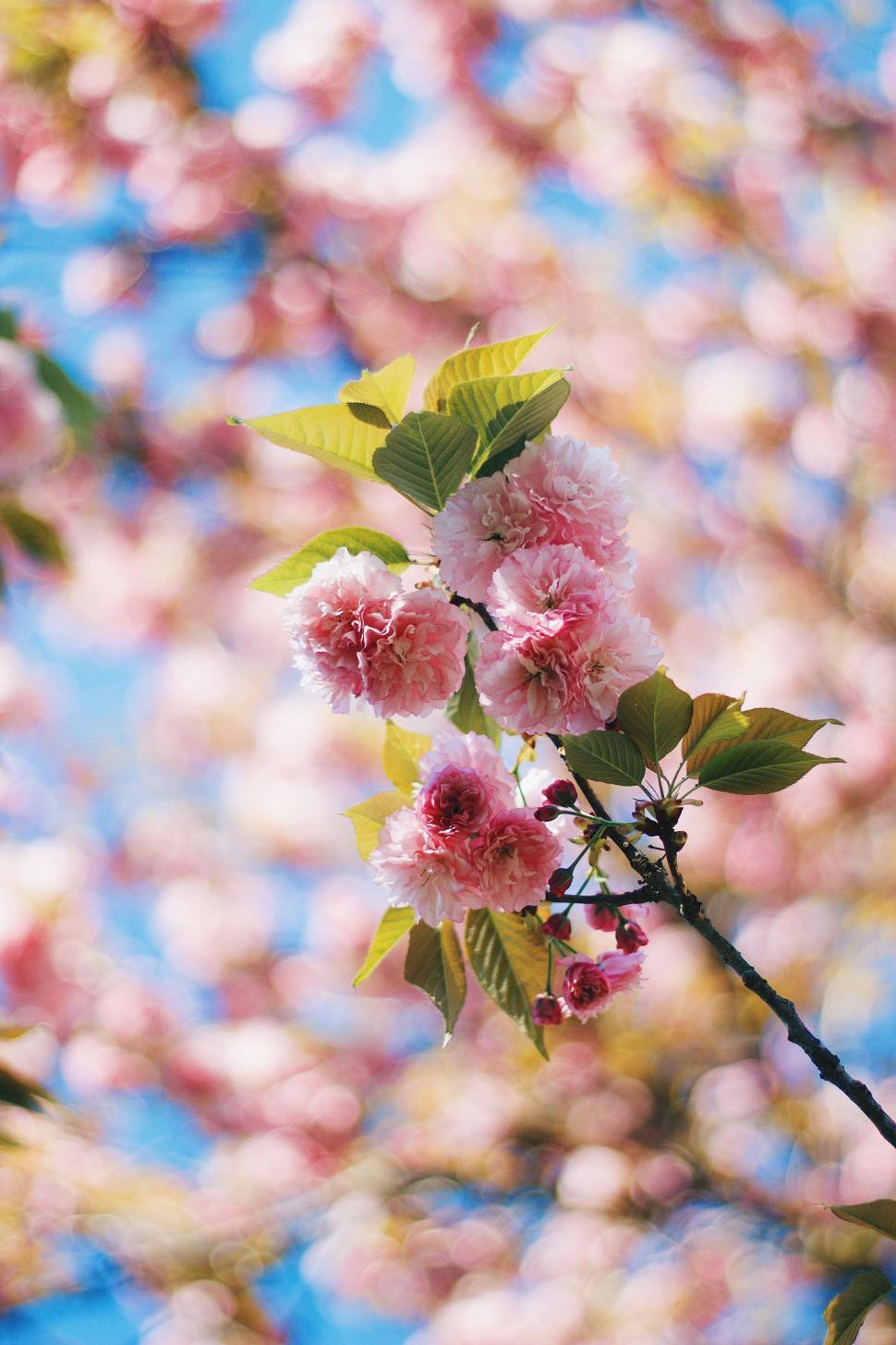 Free Image of Branch With Pink Flowers and Green Leaves 