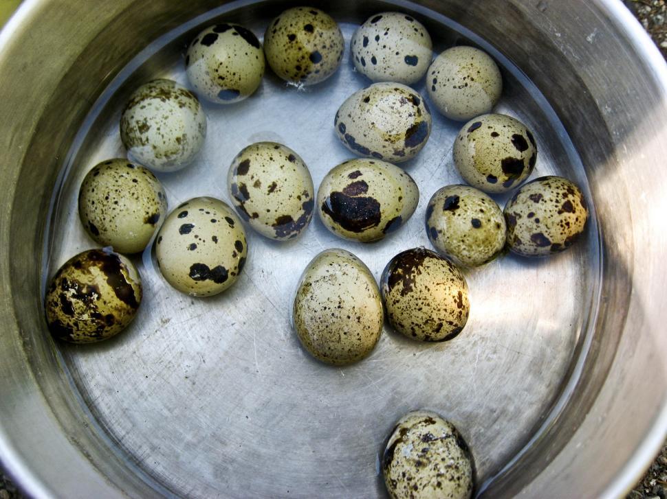 Free Image of many quail eggs 