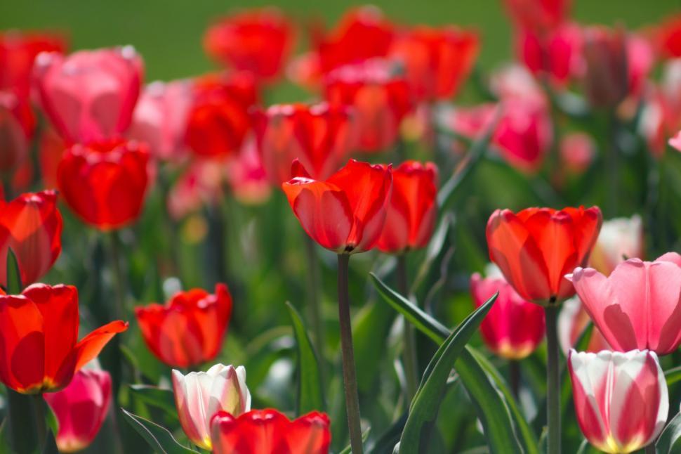 Free Image of Field of Red and White Tulips 