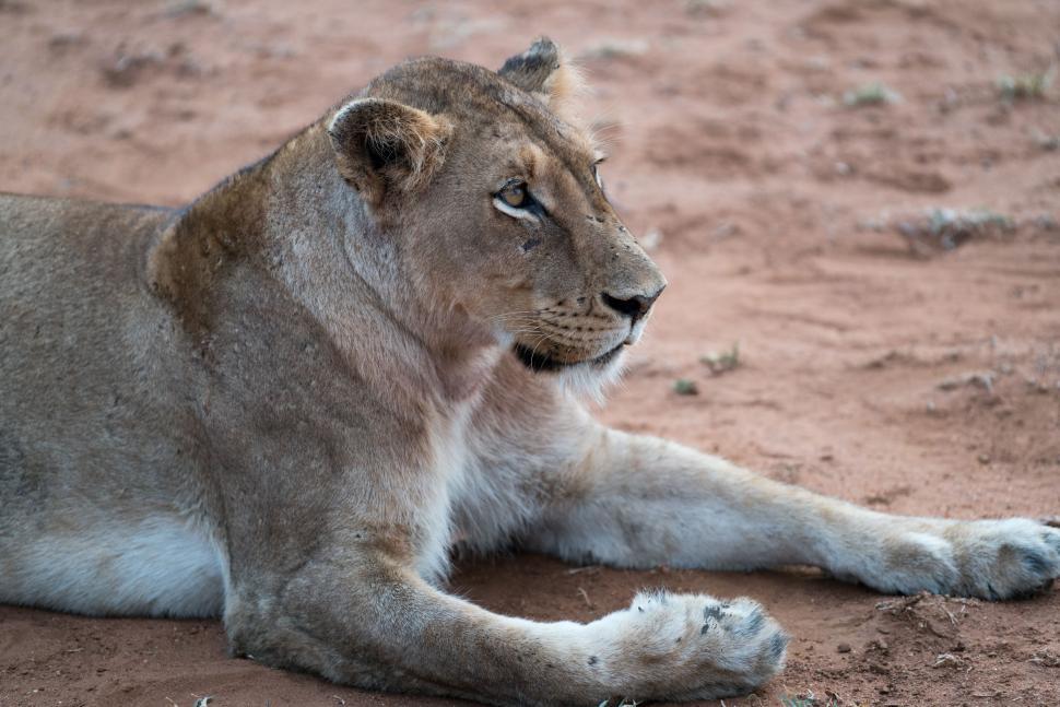 Free Image of Lion Laying on the Ground in the Dirt 