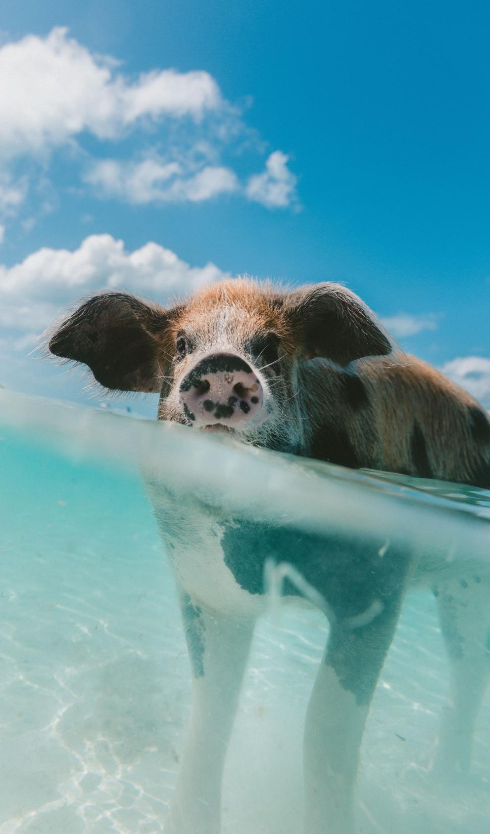 Free Image of Pig Swimming in Clear Blue Water 