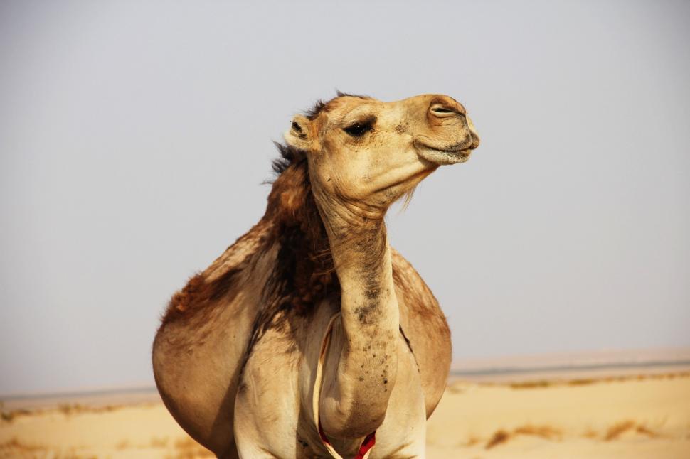 Free Image of A Camel Standing in the Middle of a Desert 