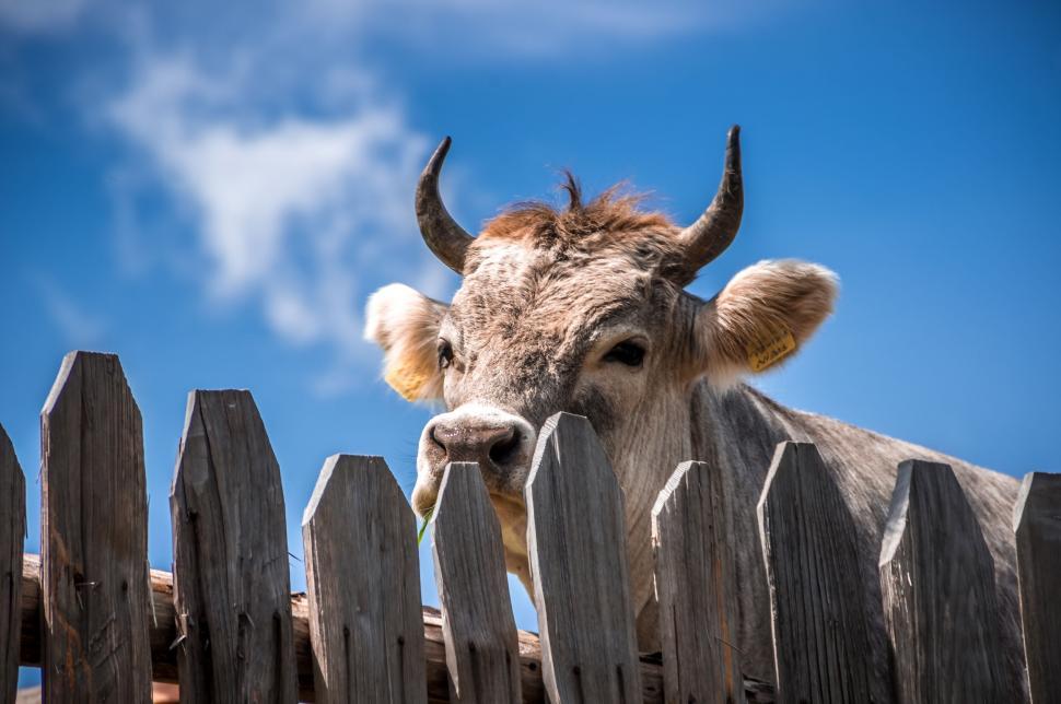 Free Image of Cow Peeking Over Wooden Fence 