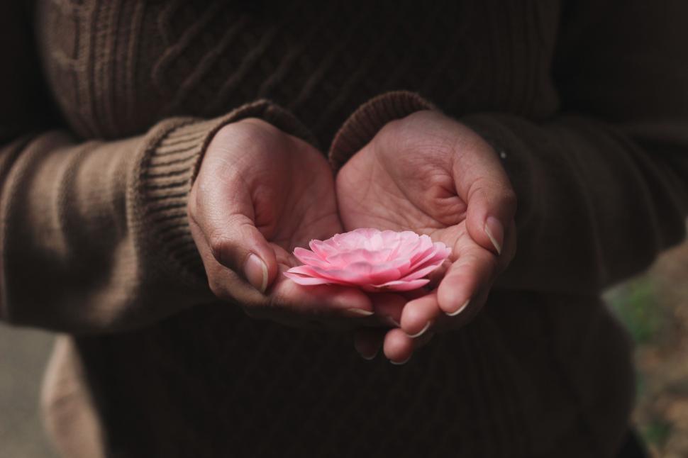 Free Image of Person Holding Pink Flower 