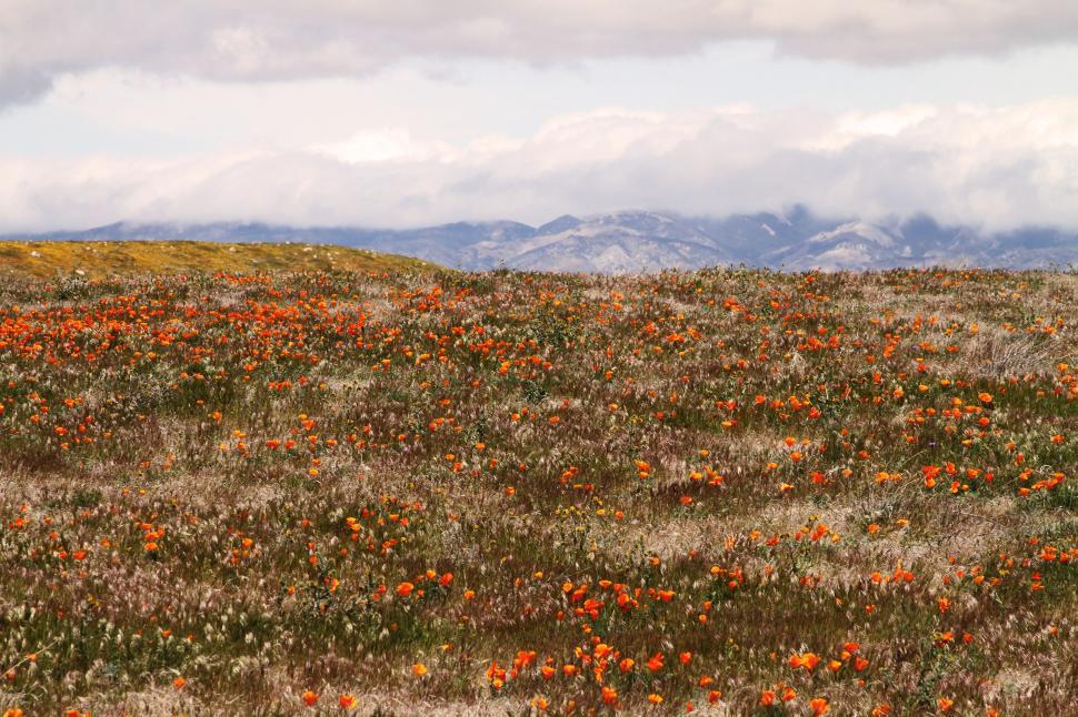 Free Image of Field of Wildflowers With Mountains in Background 