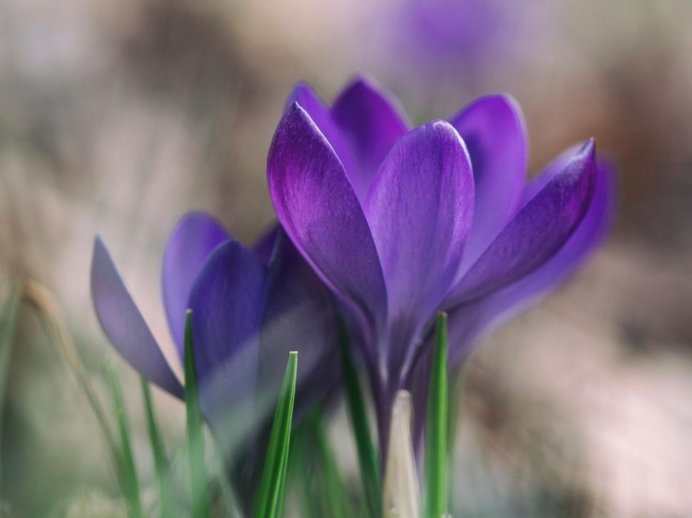 Free Image of Close Up of Purple Flowers in a Field 