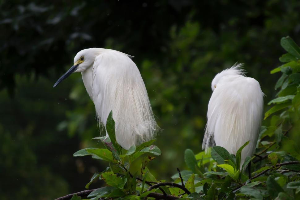 Free Image of Two White Birds Perched on Tree Branch 