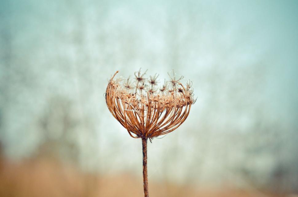 Free Image of Dried Up Flower Against Blue Sky 