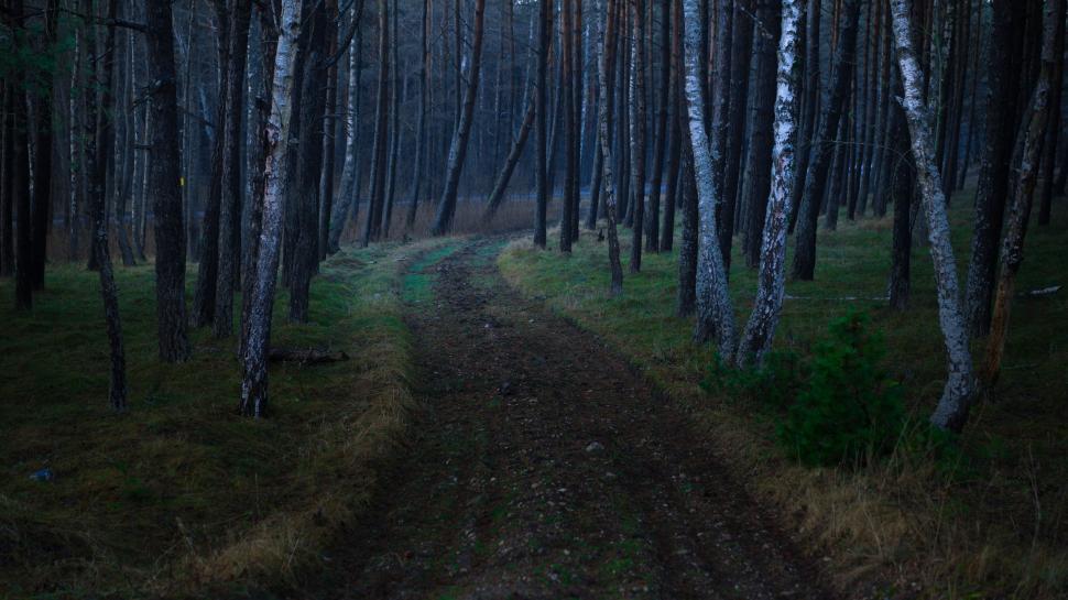 Free Image of Dirt Road Through Forest at Night 