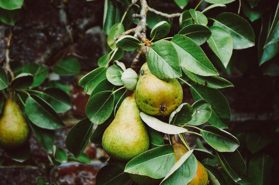 Free Image of Cluster of Pears Hanging From Tree 