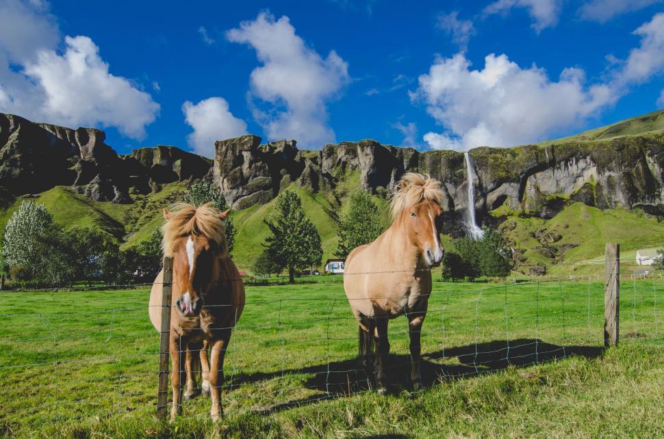 Free Image of Two Horses Standing in a Field With a Mountain Background 