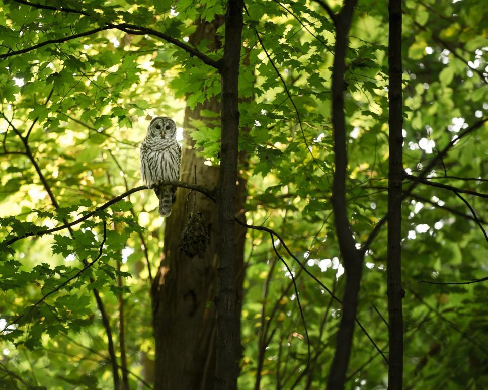 Free Image of Owl Perched on Tree in Woods 