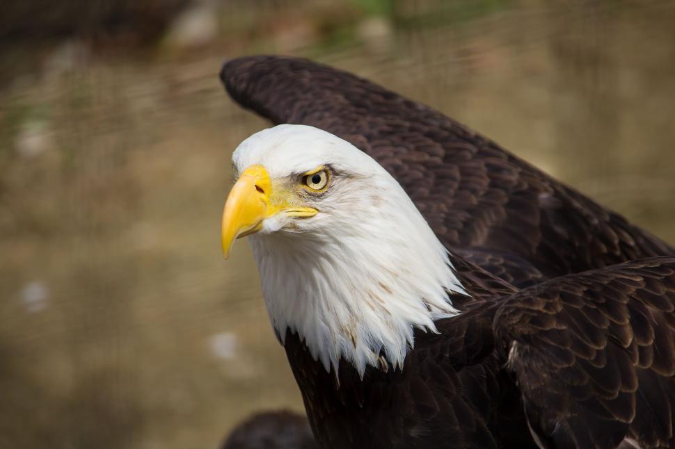 Free Image of Bald Eagle With Yellow Beak 