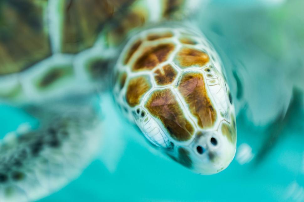 Free Image of Close Up of a Turtle Swimming in the Water 