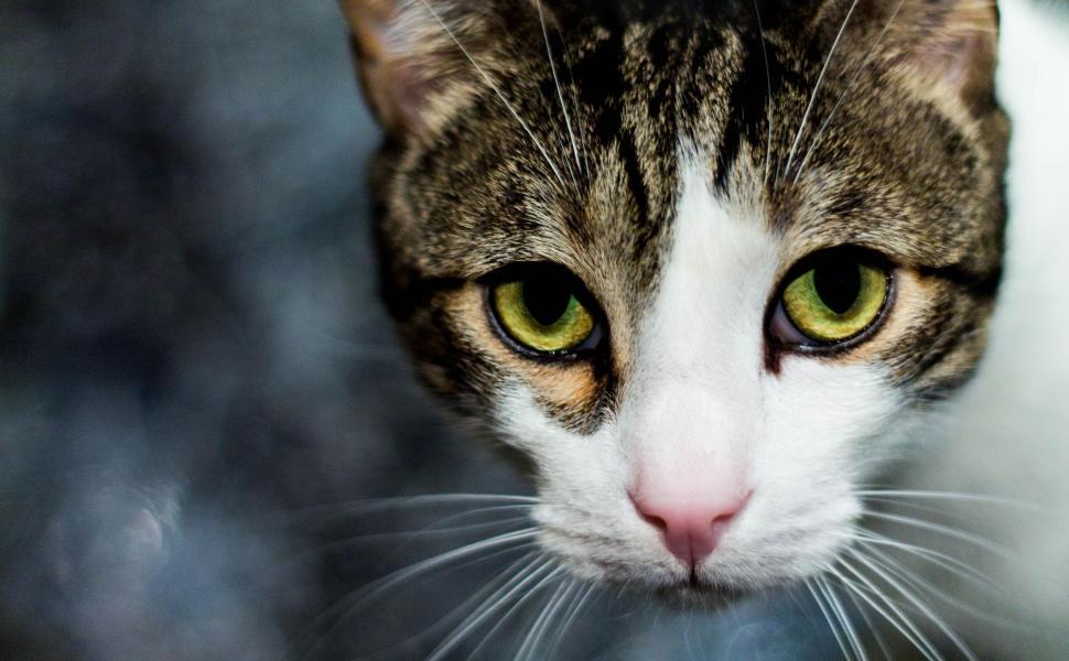 Free Image of Close Up of a Cat With Yellow Eyes 