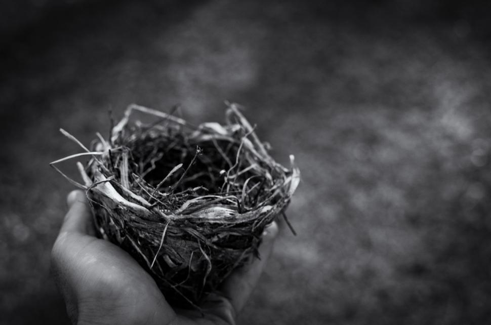 Free Image of Person Holding Bird Nest in Hand 