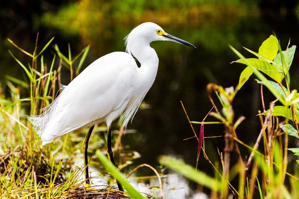 Free Image of White Bird Standing in Grass 