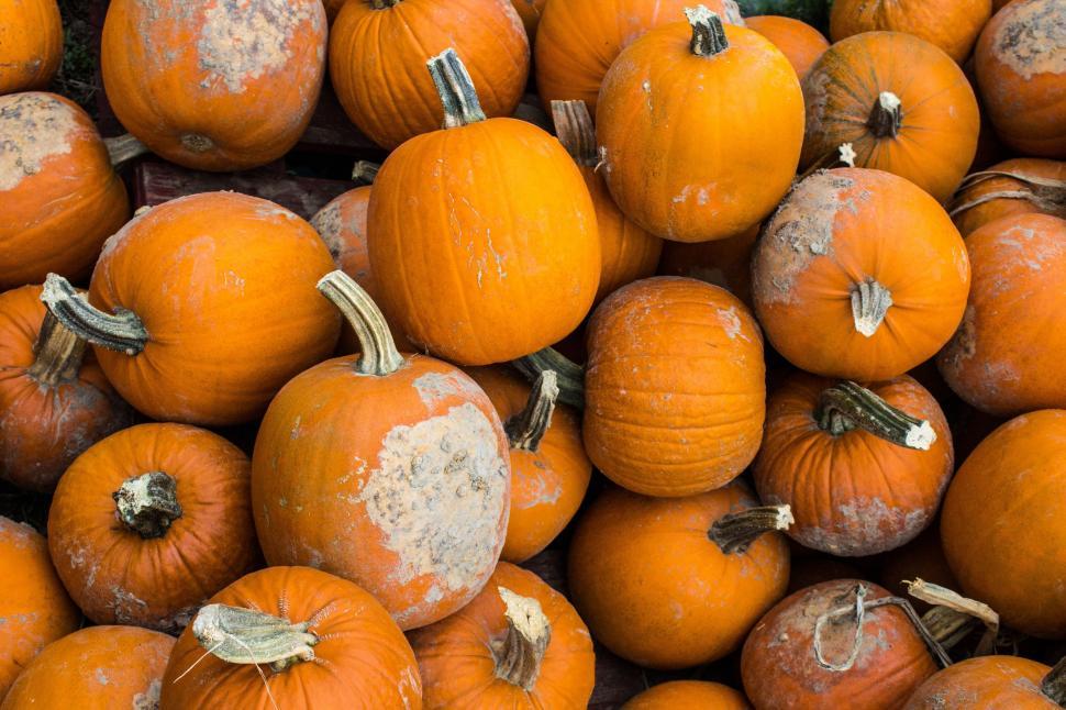 Free Image of A Pile of Orange Pumpkins With Peeling Paint 